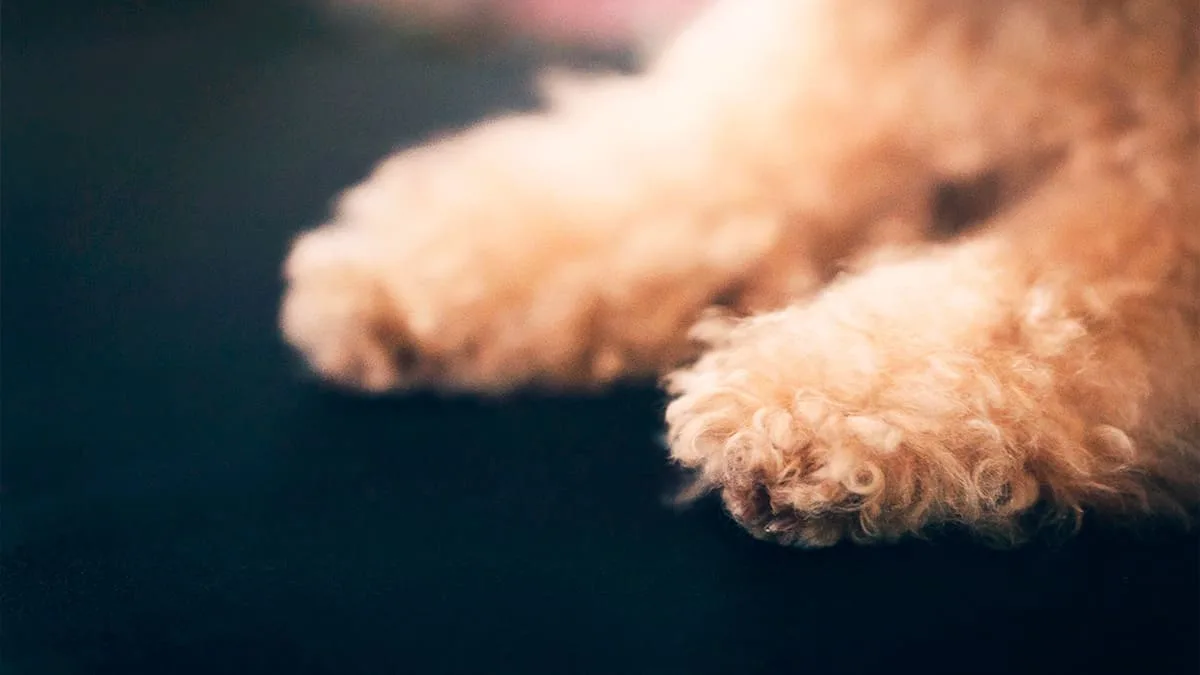 犬