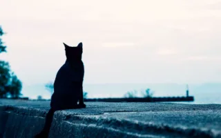 小さな隊長たち