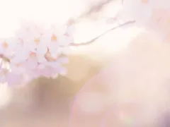 桜色の約束