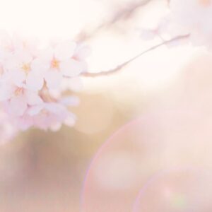 桜色の約束