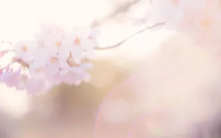 桜色の約束
