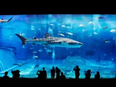 忘れられない君への手紙