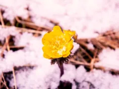 災害の中での大きな力