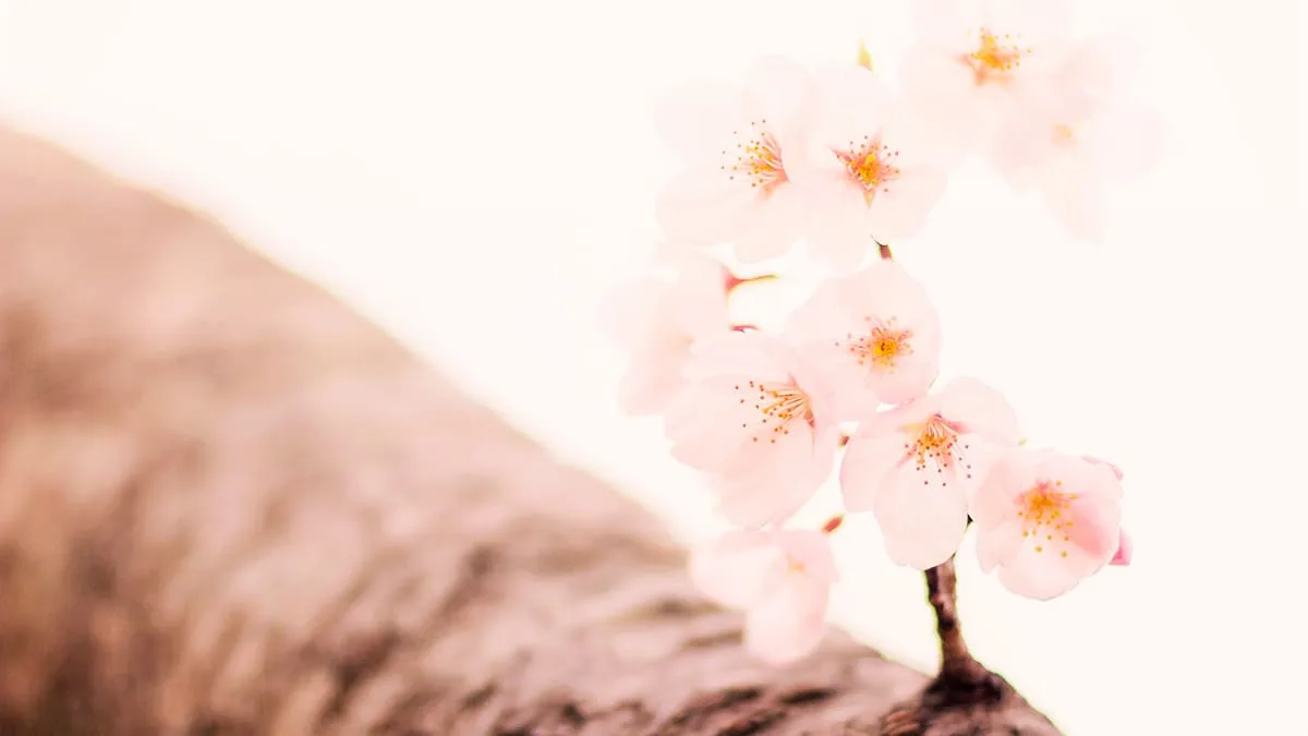 桜