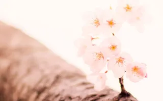 母の愛、娘の成長