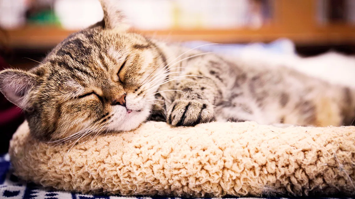 猫