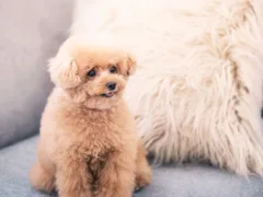 涙を拭いてくれたハナ