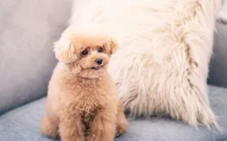 涙を拭いてくれたハナ