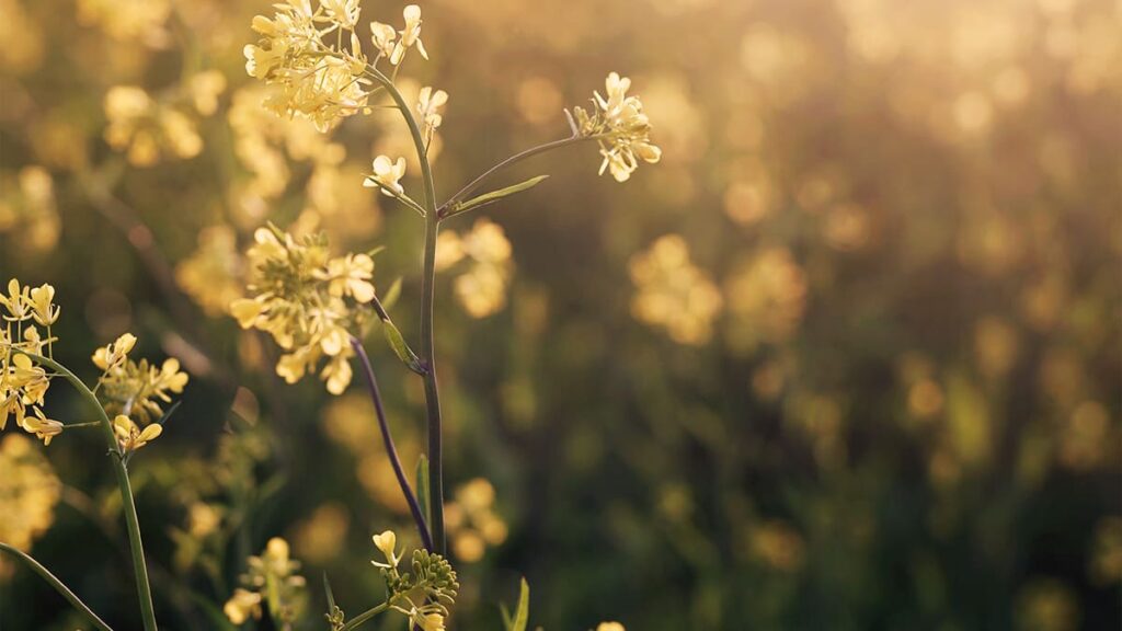 菜の花