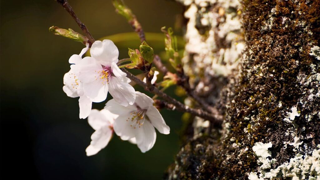 桜