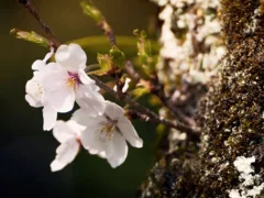 お兄ちゃんの約束