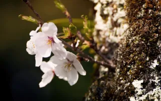 お兄ちゃんの約束