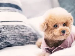 隅っこの守護者