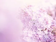 またどこかで会おうね