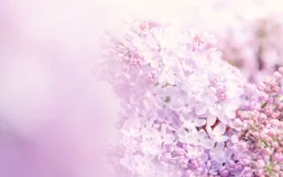 またどこかで会おうね