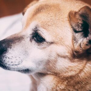 最後まで守った芝犬