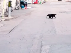 小さな黒猫の命