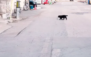 小さな黒猫の命