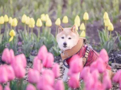 きなこの本当の気持ち