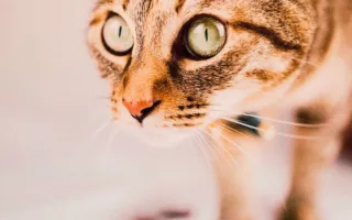 最期に選んだ場所