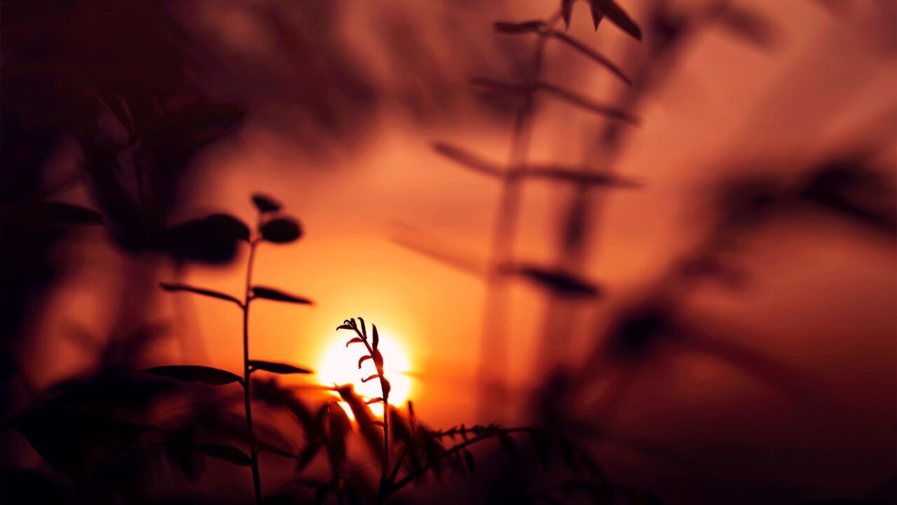 夕日