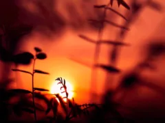 俺のお母さんだ